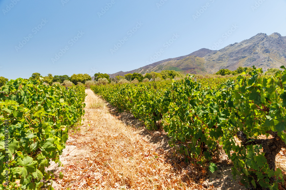 Naklejka premium Sunlit vineyard in South Africa