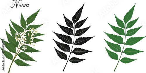 Neem leaves vector illustration set with detailed botanical branches flowers and foliage in green and black styles isolated medicinal plant collection for herbal design