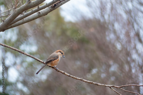 公園にモズが現れた