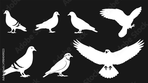 Silhouettes of various birds including pigeons in different poses and a hawk in flight are shown in white on a black background.