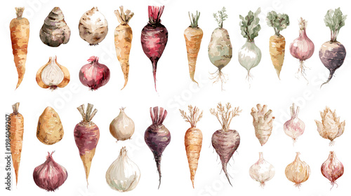 Watercolor root vegetable collection with carrots, onions and beets in assorted shapes and colors, ideal for organic food design, farm branding, menus and harvest themes.