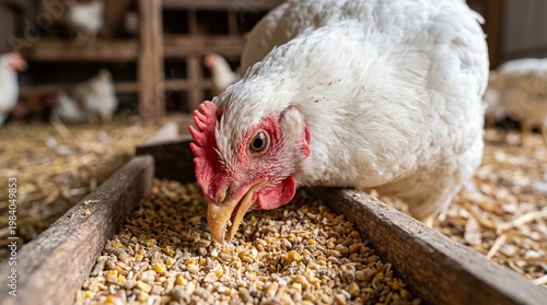 Close-up of a white chicken eating feed from a wooden trough on a farm
