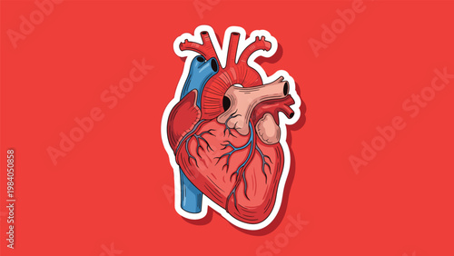 Detailed anatomical illustration of the human heart showing arteries and veins on a vibrant solid red background.