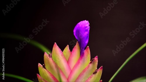 Bromeliad blooming time lapse