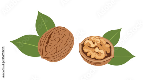 Two whole walnuts and a cracked walnut half showing the kernel with fresh green leaves on a white background for nutrition.