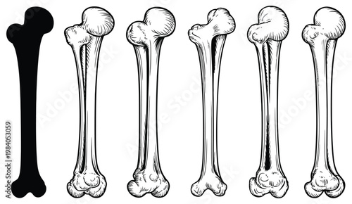 Human Bone Vector Set in Black and White, Anatomical Skeleton Collection Featuring Skull, Spine, Ribs and Limbs, Clean Medical Illustration Pack for Education, Research and Design Applications