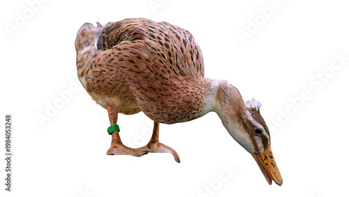 Canvas-taulu quack the duck is bowing down, isolated image , Indian Runner Duck isolated on w