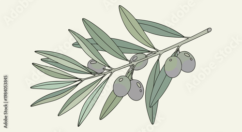 A branch with green leaves and olives