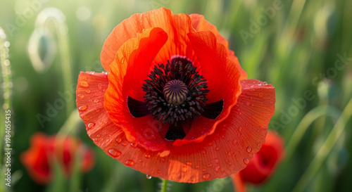 Red poppy flowers blooming in a summer field meadow with natural beauty and close up petals in nature garden scenery