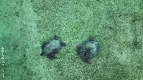 group sea turtles swimming in shallow ocean seabed. Magic aerial view drone