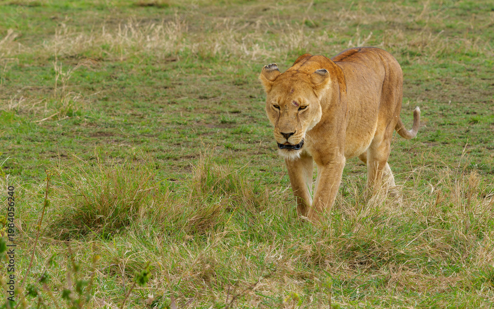 Fototapeta premium Majestic Lioness Walking in African Serengeti Savannah Grass