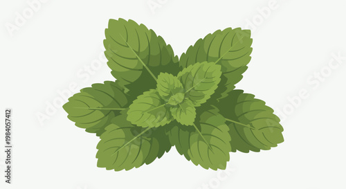 A bunch of green leaves on a white background (1)