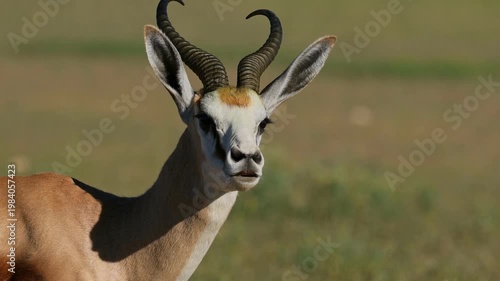 A close-up portrait of a springbok antelope (Antidorcas marsupialis), Kalahari desert, South Africa