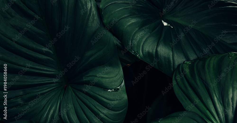 Fototapeta premium abstract tropical leaf textures on dark tone, natural green background