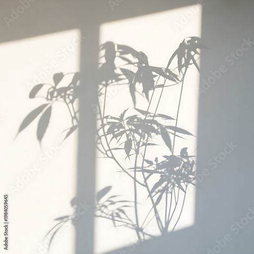 plant in the window