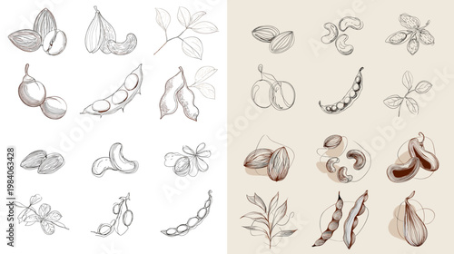 Hand drawn nut and seed sketch collection with almond hazelnut coconut pea and botanical elements for food packaging organic branding and culinary design