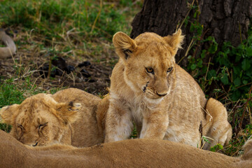 A close-up shot of two young lion cubs (Panthera leo) close to lying mother.
