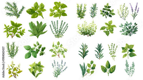 Green herb leaf collection with mint basil rosemary and natural foliage in flat style isolated on white for cooking wellness and botanical design