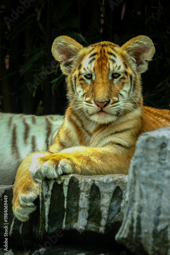 close up of a baby tiger