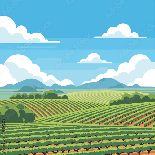 Rows of green grape vines growing.