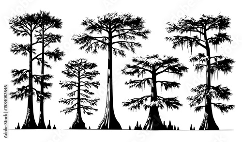 Bald cypress tree vector wetland vegetation illustration Taxodium distichum