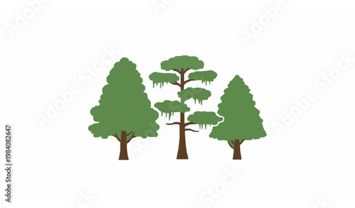 Minimal swamp cypress tree vector baldcypress isolated wetland plant illustration