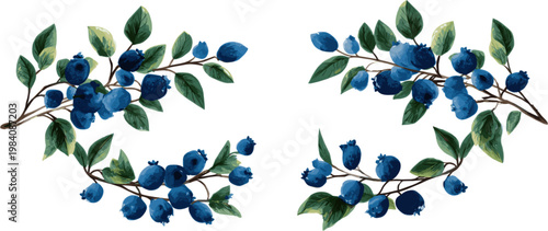 Symmetrical decoration set of Blueberry twigs with green leaves, vector illustration