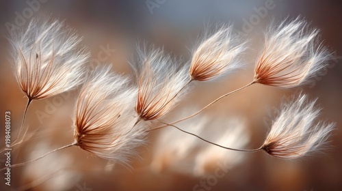 Delicate cotton grass blooms natural habitat photography serene environment close-up view nature's beauty