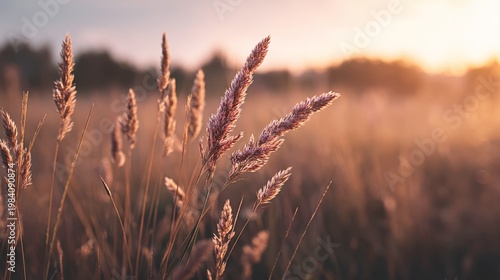 Sunset over golden fields of wild grasses nature scene warm light calm atmosphere close-up view