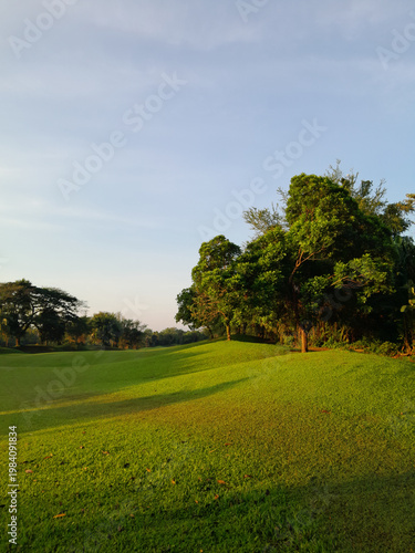 morning grass and trees park
