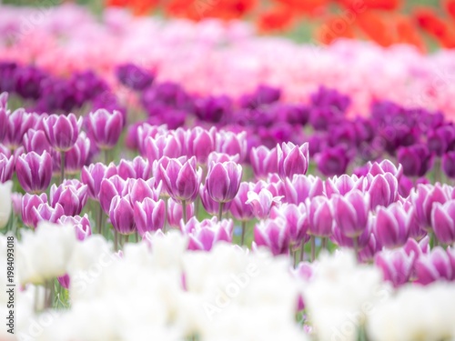 二色のかわいい紫のチューリップ。春の公園や花壇を彩るチューリップのある風景。色とりどりの種類が並んでいる公園のチューリップ畑。自然風景素材