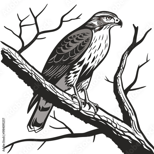 Illustration of a hawk perched on a branch in black and gray with bird of prey