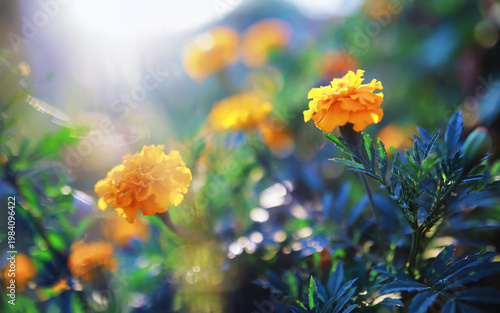 Plants and flowers macro. Detail of petals and leaves at sunset. Natural nature background.