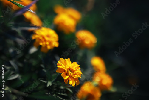 Plants and flowers macro. Detail of petals and leaves at sunset. Natural nature background.