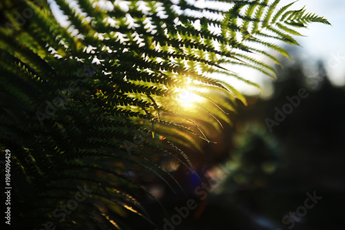 Plants and flowers macro. Detail of petals and leaves at sunset. Natural nature background.