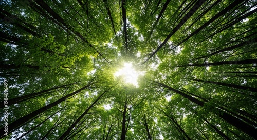Sunlight Filtering Through Forest Canopy Trees.