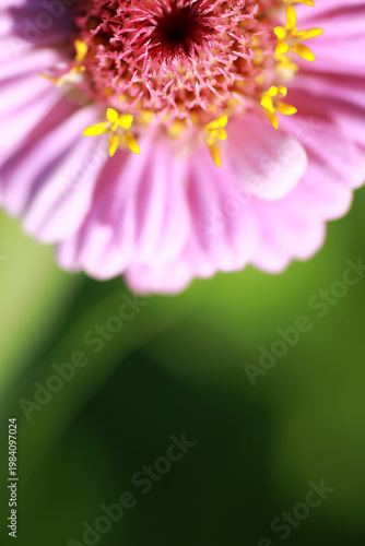 Wild flower. Little flowers on a green meadow.