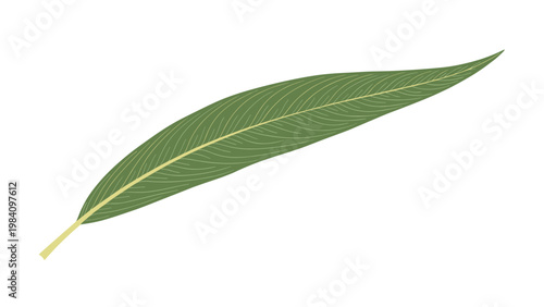 Detailed illustration of a single long green leaf with intricate vein patterns isolated on a clean white background for nature themes.