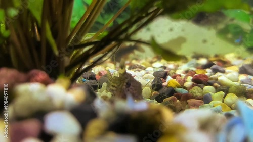 beautiful aquarium with green plants and stones.	