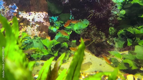 beautiful aquarium with green plants and stones.	