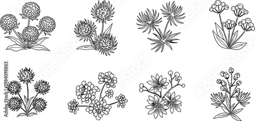 Vintage botanical illustration set eight detailed black and white floral arrangements