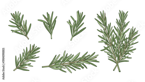 Several sprigs of fresh green rosemary isolated on a white background suitable for culinary and botanical design themes.