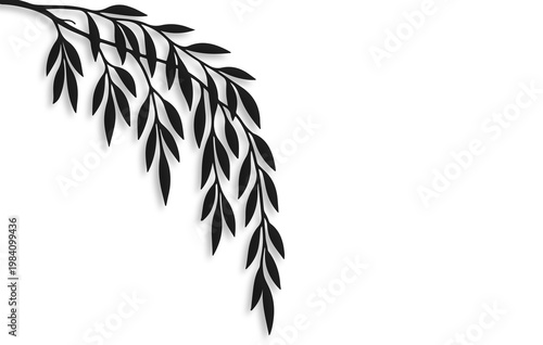 Obraz na plátně Elegant Weeping Willow Branch Silhouette with Soft Shadow Overlay on White Backg