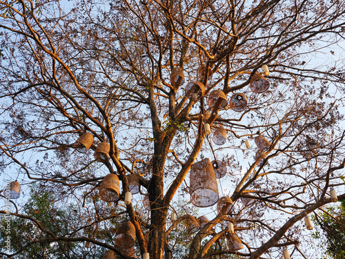 A big tree grows and spreads its branches. and beautifully decorated in Asian style