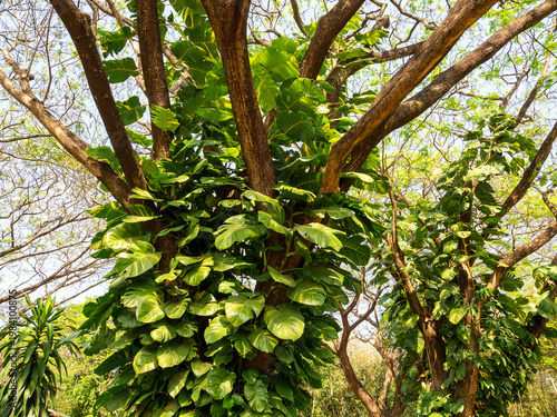 fresh green Epipremnum aureum plants in nature garden