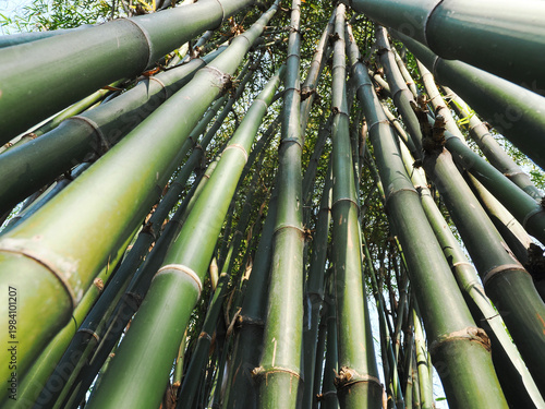 Bamboo green in the forest.
