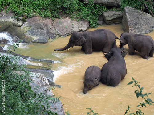 Elephant bathing in a river, Thailand