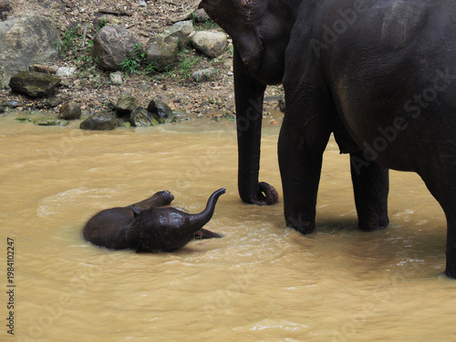 Elephant family take a bath in the river,