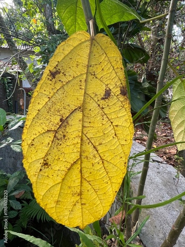 yellow maple leaves