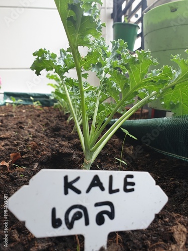 freshly planted kale in a garden